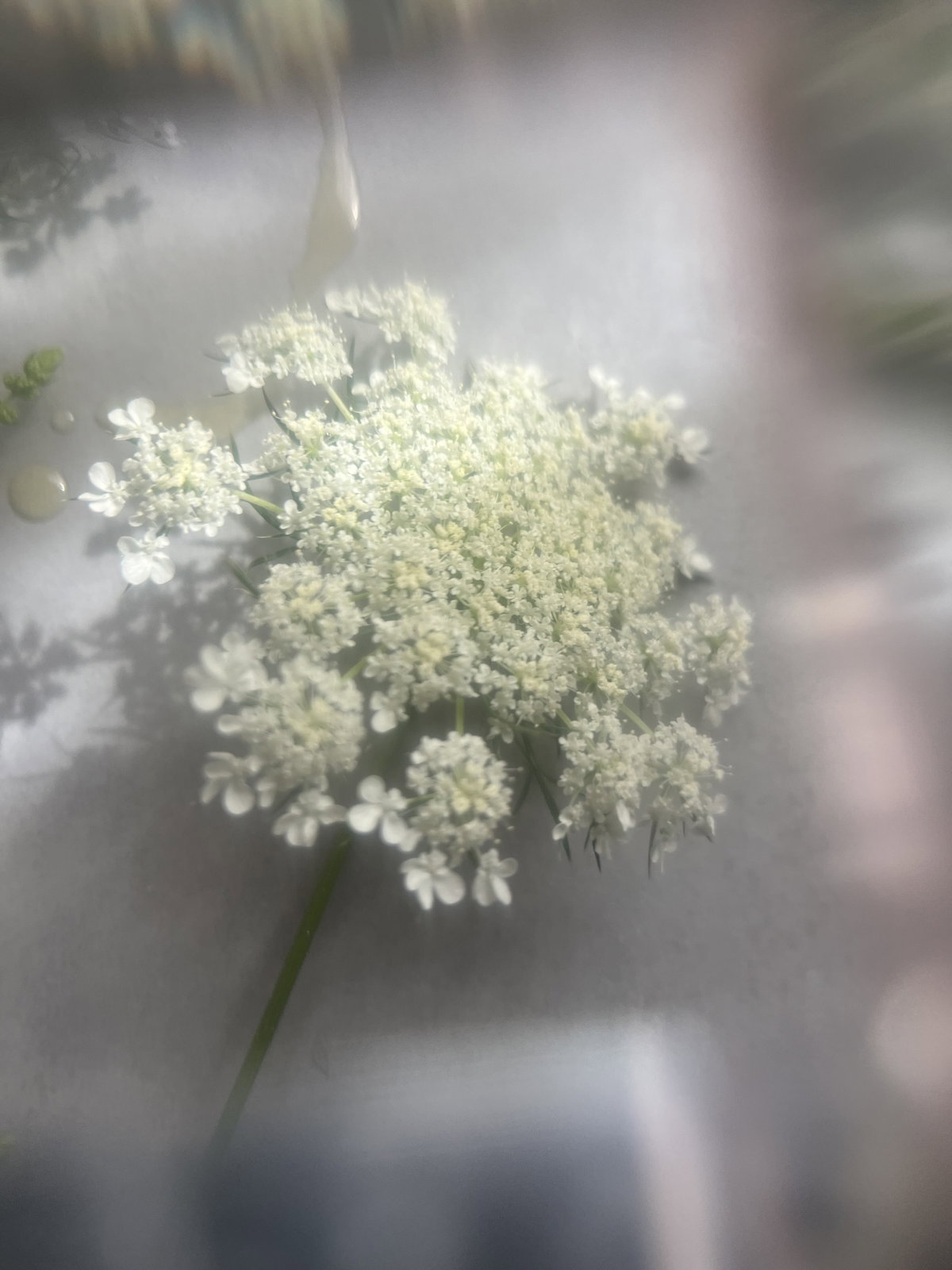 Blurry image of a flower